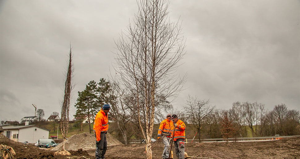 3 Männer setzen einen Baum in die Erde.
