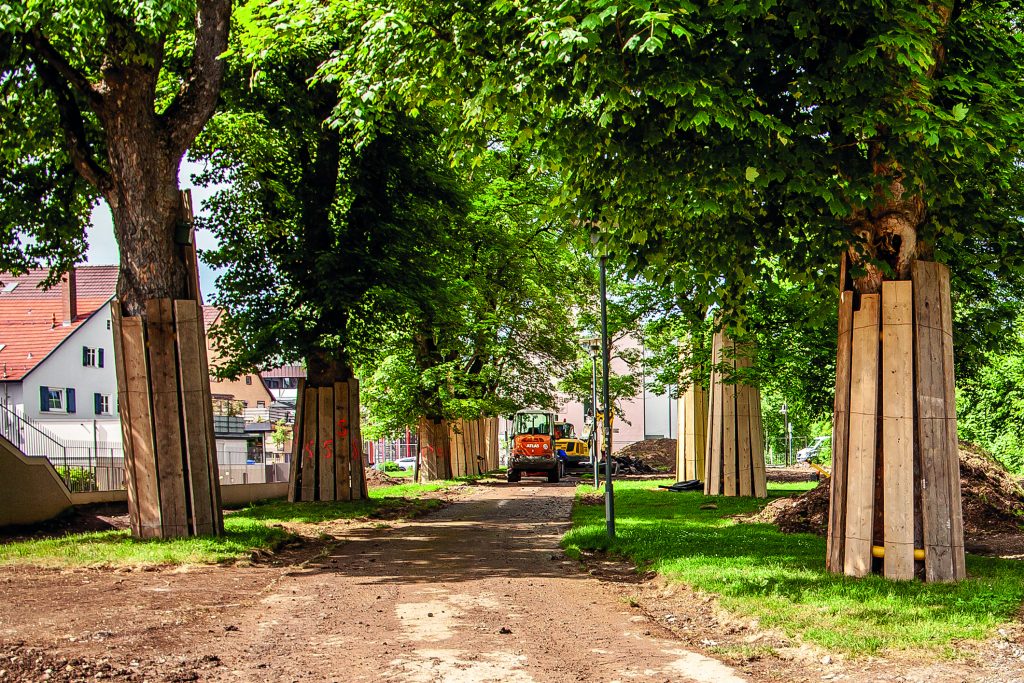 Stadtgartenbaustelle mit geschützten Bäumen