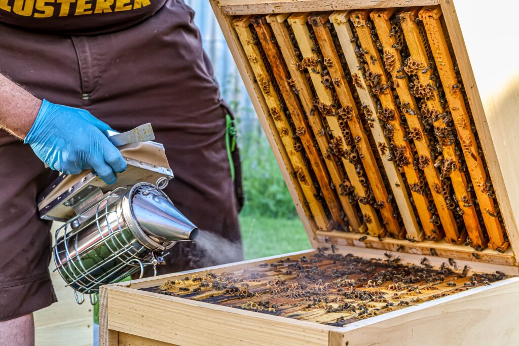 offener Bienenkasten wird benebelt